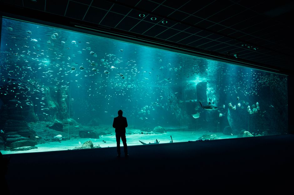 水族館の大水槽を眺めるイメージ（クリオネ展示の楽しみ方）