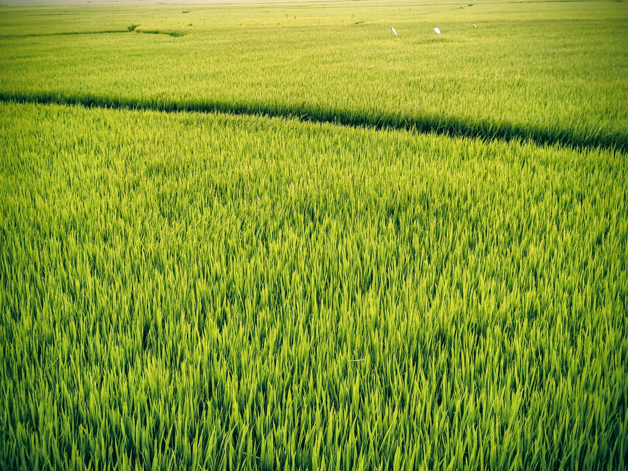 トキのえさ場となる青々とした水田の風景（イメージ）
