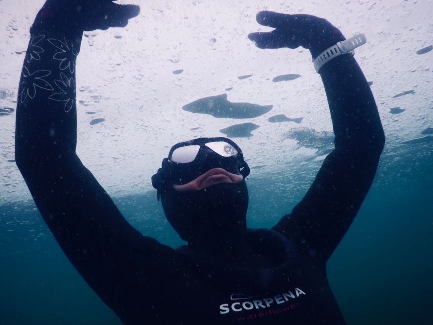 氷の下の冷たい海を泳ぐダイバーのイメージ（流氷ダイビングでクリオネ観察）